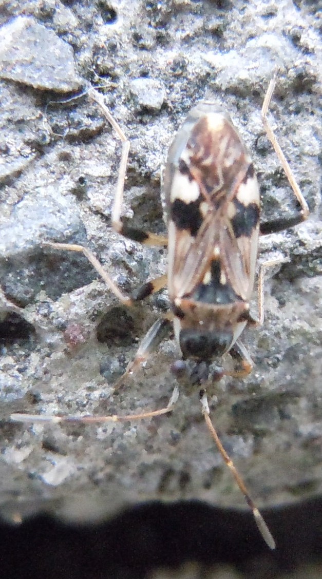 Lygaeidae: Beosus maritimus